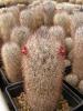 Mammillaria pottsii - Кактусы и суккуленты из Харькова от Оли и Сергея Мирошниченко