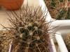 Ancistrocactus brevihamatus - Кактусы и суккуленты из Харькова от Оли и Сергея Мирошниченко