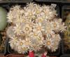 Mammillaria viescensis ML546 - Кактусы и суккуленты из Харькова от Оли и Сергея Мирошниченко