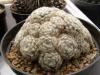 Mammillaria schiedeana v. plumosa - Кактусы и суккуленты из Харькова от Оли и Сергея Мирошниченко