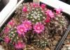 Mammillaria sartorii - Кактусы и суккуленты из Харькова от Оли и Сергея Мирошниченко