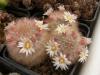 Mammillaria schwarzii f rubrispina - Кактусы и суккуленты из Харькова от Оли и Сергея Мирошниченко