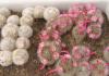 Mammillaria bocasana v. multilanata + v.roseiflora - Кактусы и суккуленты из Харькова от Оли и Сергея Мирошниченко