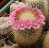 Mammillaria crassior FO-273 - Кактусы и суккуленты из Харькова от Оли и Сергея Мирошниченко