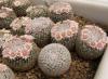 Mammillaria formosa ML113 - Кактусы и суккуленты из Харькова от Оли и Сергея Мирошниченко