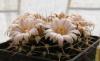 Mammillaria roseo-alba - Кактусы и суккуленты из Харькова от Оли и Сергея Мирошниченко