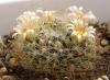 Mammillaria pilispina SB835 - Кактусы и суккуленты из Харькова от Оли и Сергея Мирошниченко