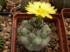 Ortegocactus macdougallii - Кактусы и суккуленты из Харькова от Оли и Сергея Мирошниченко