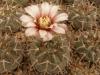 Gymnocalycium stellatum v paucispinum - Кактусы и суккуленты из Харькова от Оли и Сергея Мирошниченко