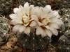 Gymnocalycium stellatum - Кактусы и суккуленты из Харькова от Оли и Сергея Мирошниченко