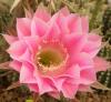 Echinopsis hybr - Кактусы и суккуленты из Харькова от Оли и Сергея Мирошниченко