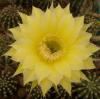 Echinopsis hybr - Кактусы и суккуленты из Харькова от Оли и Сергея Мирошниченко