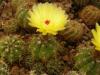 Notocactus ottonis - Кактусы и суккуленты из Харькова от Оли и Сергея Мирошниченко