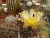 Pterocactus kunzei - Кактусы и суккуленты из Харькова от Оли и Сергея Мирошниченко