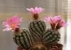 Turbinicarpus krainzianus v lausseri - Кактусы и суккуленты из Харькова от Оли и Сергея Мирошниченко
