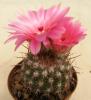 Notocactus submammulosus STO 372 - Кактусы и суккуленты из Харькова от Оли и Сергея Мирошниченко