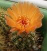 Notocactus ottonis vjanousekianus - Кактусы и суккуленты из Харькова от Оли и Сергея Мирошниченко