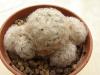 Mammillaria plumosa - Кактусы и суккуленты из Харькова от Оли и Сергея Мирошниченко