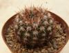 Notocactus mammulosus - Кактусы и суккуленты из Харькова от Оли и Сергея Мирошниченко