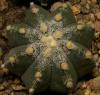 Astrophytum cv  'Fudzi' SOM5121 - Кактусы и суккуленты из Харькова от Оли и Сергея Мирошниченко