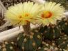 Astrophytum SENxAS - Кактусы и суккуленты из Харькова от Оли и Сергея Мирошниченко