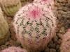 Echinocereus riggidissimus JL 501 - Кактусы и суккуленты из Харькова от Оли и Сергея Мирошниченко