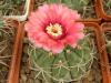 Gymnocalycium carminanthum - Кактусы и суккуленты из Харькова от Оли и Сергея Мирошниченко