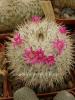 Mammillaria cadereytensis - Кактусы и суккуленты из Харькова от Оли и Сергея Мирошниченко