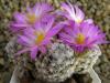 Mammillaria hernandezii FO-023 - Кактусы и суккуленты из Харькова от Оли и Сергея Мирошниченко