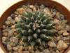 Mammillaria sempervivi SB91 - Кактусы и суккуленты из Харькова от Оли и Сергея Мирошниченко