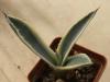 Agave americana f variegata - Кактусы и суккуленты из Харькова от Оли и Сергея Мирошниченко