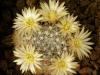 Mammillaria monancistracantha - Кактусы и суккуленты из Харькова от Оли и Сергея Мирошниченко