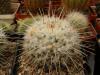 Mammillaria nejapensis v. longispina - Кактусы и суккуленты из Харькова от Оли и Сергея Мирошниченко