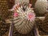 Mammillaria perezdelarosae - Кактусы и суккуленты из Харькова от Оли и Сергея Мирошниченко