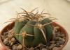 Gymnocalycium bayrianum Sierra Medina - Кактусы и суккуленты из Харькова от Оли и Сергея Мирошниченко