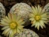 Mammillaria solisioides - Кактусы и суккуленты из Харькова от Оли и Сергея Мирошниченко