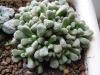 Titanopsis primosii - Кактусы и суккуленты из Харькова от Оли и Сергея Мирошниченко