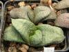 Gasteria armstrongiixGasteria  elaphii - Кактусы и суккуленты из Харькова от Оли и Сергея Мирошниченко