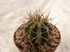 Echinopsis melanopotamica - Кактусы и суккуленты из Харькова от Оли и Сергея Мирошниченко