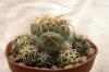 Coryphantha garessii - Кактусы и суккуленты из Харькова от Оли и Сергея Мирошниченко