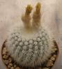 Notocactus scopa v. albispinum - Кактусы и суккуленты из Харькова от Оли и Сергея Мирошниченко