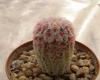 Echinocereus rigidissimus v. rubispinus h3 cm - Кактусы и суккуленты из Харькова от Оли и Сергея Мирошниченко