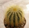 Notocactus schumannianus - Кактусы и суккуленты из Харькова от Оли и Сергея Мирошниченко