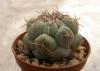 Thelocactus hexaedrophorus - Кактусы и суккуленты из Харькова от Оли и Сергея Мирошниченко