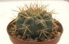 Gymnocalycium ochoterenae v variispinum - Кактусы и суккуленты из Харькова от Оли и Сергея Мирошниченко