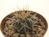 Gymnocalycium ochoterenae v variispinum - Кактусы и суккуленты из Харькова от Оли и Сергея Мирошниченко