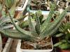 Gasteria verrucosa - Кактусы и суккуленты из Харькова от Оли и Сергея Мирошниченко