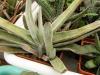 Gasteria verrucosa cv - Кактусы и суккуленты из Харькова от Оли и Сергея Мирошниченко