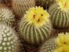 Notocactus scopa v albispinus - Кактусы и суккуленты из Харькова от Оли и Сергея Мирошниченко