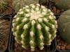 Echinocactus grusonii f brevispinus - Кактусы и суккуленты из Харькова от Оли и Сергея Мирошниченко